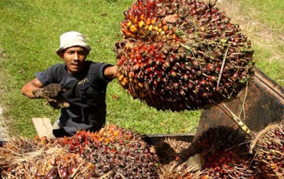 Pengusaha India Akui Negaranya Semakin Tergantung Minyak Sawit Indonesia